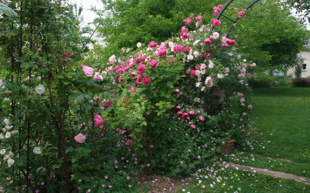 Une roseraie inspirée de Giverny